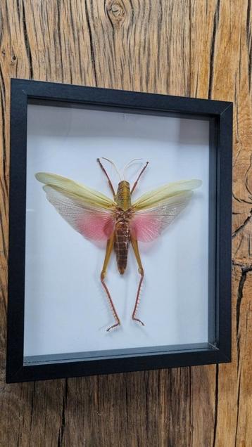 Grote opgezette chondracris rosea in lijst / roze sprinkhaan beschikbaar voor biedingen