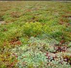 Sedum matten voor tuin of groen dak op, Ophalen of Verzenden, Zomer, Overige soorten, Volle zon