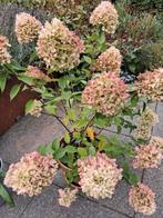 Hydrangea paniculata Limelight pluimhortensia, Ophalen, Zomer, Overige soorten, Halfschaduw