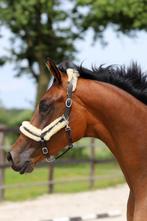3 jr merrie Next Level x Everdale x Farrington x Houston, Dieren en Toebehoren, Paarden, Merrie, Gechipt, Dressuurpaard, 3 tot 6 jaar