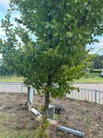 Beukenhaag groot, Tuin en Terras, Planten | Bomen, Ophalen of Verzenden