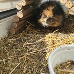 Cavia teddy 3 jaar zoekt een leuk baasje, Dieren en Toebehoren, Knaagdieren, Mannelijk