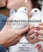 Bruidsduiven, Ophalen, Zo goed als nieuw, Wit, Trouwjurk
