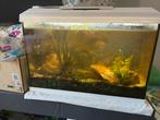 Auqarium with fishes, Dieren en Toebehoren, Vissen | Aquaria en Toebehoren, Ophalen of Verzenden, Zo goed als nieuw, Leeg aquarium