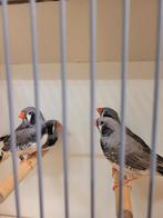 4 split witwang grijze mannen, Dieren en Toebehoren, Vogels | Overige Vogels