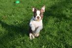 Boston terrier pups, Rabiës (hondsdolheid), 15 weken tot 1 jaar, Overige rassen, Buitenland