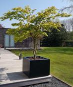 Adezz plantenbak 80x80x80, Tuin en Terras, Bloembakken en Plantenbakken, Ophalen, Tuin, Kunststof, Vierkant