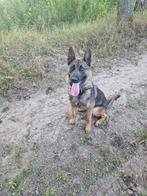 Gezocht actief baasje, CDV (hondenziekte), 1 tot 2 jaar, Teef, Eén hond
