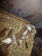 Witte muissen voor te voeren, Dieren en Toebehoren, November, Meerdere dieren, Muis