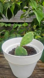 Vijgen cactus - zelf gekweekt, Overige materialen, Nieuw, Ophalen of Verzenden, Balkon