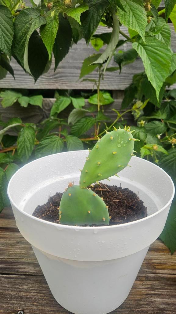 Vijgen cactus - zelf gekweekt, Tuin en Terras, Bloempotten, Nieuw, Overige materialen, Binnen, Balkon, Tuin, Minder dan 40 cm