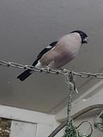 Gezocht noorse goudvinken, Vrouwelijk, Wildzangvogel