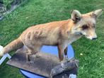 Opgezette vos, Verzamelen, Dierenverzamelingen, Ophalen, Gebruikt, Wild dier, Opgezet dier