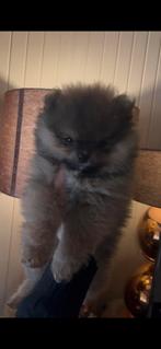 Bear face mini pomeriaans, Overige rassen, 8 tot 15 weken, Parvo, Meerdere