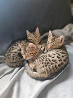 3 kittens 1 poesje 2 katertjes .bengaal.mogen verhuizen., Meerdere dieren, Ontwormd, 0 tot 2 jaar