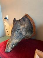 Opgezet zwijnenkop op schild taxidermie, Verzamelen, Dierenverzamelingen, Ophalen of Verzenden, Gebruikt