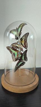 Stolp met graphium vlinders, Huis en Inrichting, Woonaccessoires | Stolpen, Ophalen, Zo goed als nieuw