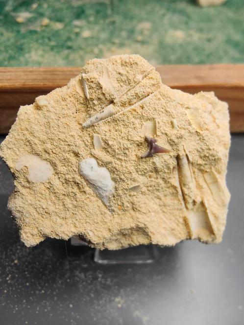 Fossiele haaientand – laat krijt - Sibbergroeve Limburg, Verzamelen, Mineralen en Fossielen, Fossiel, Ophalen of Verzenden