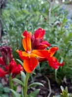 zaden Erysimum cheirii Fire King, Verzenden, Voorjaar, Volle zon, Zaad