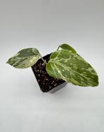 Monstera Bulbasaur Variegata, Huis en Inrichting, Kamerplanten, Ophalen of Verzenden, Halfschaduw, Minder dan 100 cm