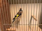 Majoor putter man, Mannelijk, Wildzangvogel