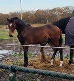 Knap veulen, Gechipt, Dressuurpaard, 0 tot 2 jaar, Hengst