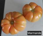 Tomaat Marmande zaden BIO 10x, Ophalen of Verzenden, Volle zon