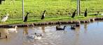 Te koop eenden eieren., Dieren en Toebehoren, Pluimvee, Geslacht onbekend, Eend