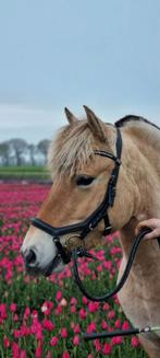 Fjordenmerrie, 5 jaar, Dieren en Toebehoren, Paarden, Merrie