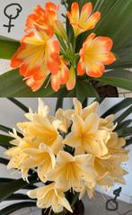 5 Cliviazaden, Overige soorten, Minder dan 100 cm, Bloeiende kamerplant, Halfschaduw