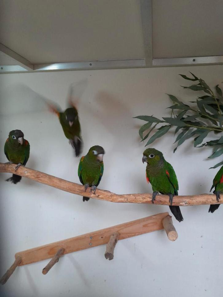 pyrrhura egregia, pacifica en lepida, Dieren en Toebehoren, Vogels | Parkieten en Papegaaien, Parkiet, Meerdere dieren, Geringd