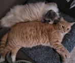 Warm mandje gezocht voor mijn 2 lieve katten, Meerdere dieren, Gechipt, 3 tot 5 jaar
