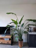 Strelitzia, Huis en Inrichting, Kamerplanten, Ophalen, 200 cm of meer, Overige soorten, Halfschaduw