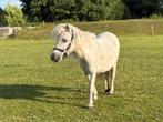 Mooie koppel shetlanders te koop!, Dieren en Toebehoren, Pony's, Merrie, 0 tot 2 jaar, A pony (tot 1.17m), Recreatiepony