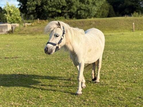 Mooie koppel shetlanders te koop!, Dieren en Toebehoren, Pony's, Merrie, A pony (tot 1.17m), Recreatiepony, 0 tot 2 jaar, Ontwormd