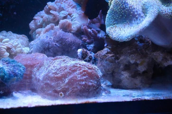 Murene, Echidna Nebulosa, stermurene., Dieren en Toebehoren, Vissen | Aquariumvissen, Vis