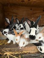 Mooie Lotharingers, Dieren en Toebehoren, Konijnen, Mannelijk, Groot