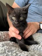 (Zwarte) Kittens nog maar 1 katertje beschikbaar, Dieren en Toebehoren, Katten en Kittens | Raskatten | Korthaar, Poes, Ontwormd