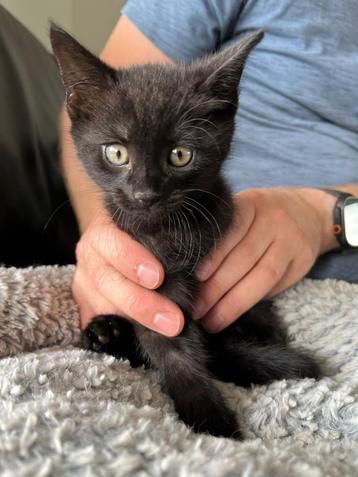 (Zwarte) Kittens nog maar 1 katertje beschikbaar beschikbaar voor biedingen