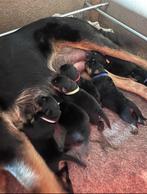 Beauceron nestje 8 pups (geboren 1 mei), CDV (hondenziekte), 8 tot 15 weken, Meerdere, Meerdere dieren