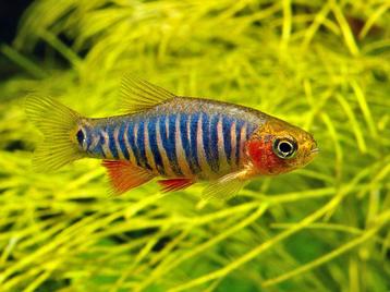 Hobbyaquarium Rasbora emerald / zebrarasbora weekend aktie beschikbaar voor biedingen