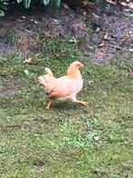 Serama kipjes, Dieren en Toebehoren, Pluimvee, Meerdere dieren, Kip