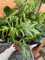 Monstera Subpinnata Mature, Ophalen of Verzenden, Overige soorten, Minder dan 100 cm