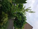 Boom plant, Tuin en Terras, Planten | Bomen, Halfschaduw, Lente, 100 tot 250 cm, Overige soorten