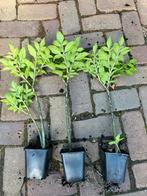 Amorphophallus konjac planten, Ophalen of Verzenden, Zomer, Overige soorten, Volle zon