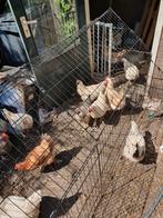 Kippen te koop, Dieren en Toebehoren, Pluimvee, Vrouwelijk, Kip