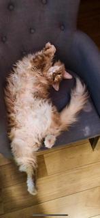 Gezocht: herplaatser volwassen maine coon kater, Dieren en Toebehoren, Katten en Kittens | Raskatten | Langhaar, Kater, 3 tot 5 jaar