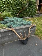 Gewei op schild, Ophalen, Zo goed als nieuw