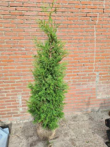 Thuja Brabant haagconiferen weer in alle maten leverbaar beschikbaar voor biedingen