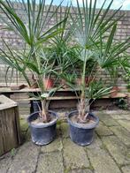 Winterharde palmbomen (T. fortunei) verschillende maten, Bloeit niet, 100 tot 250 cm, Palmboom, Ophalen